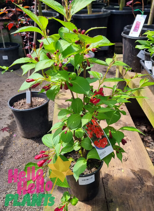 Hello Hello Plants Weigela ‘Eva Rathke’ 6″ Pot