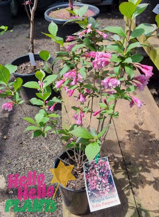 Hello Hello Plants Weigela ‘Foliis Purpureis’ 6″ Pot