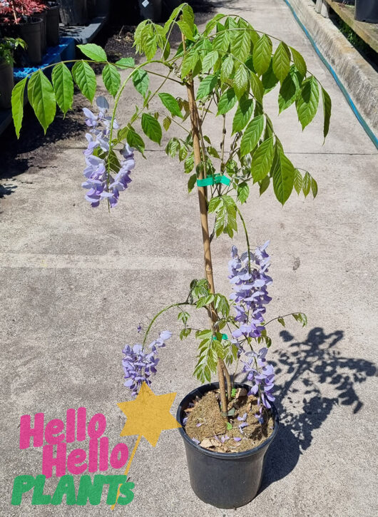 Hello Hello Plants Wisteria sinensis ‘Purple Chinese Wisteria’ 8″ Pot