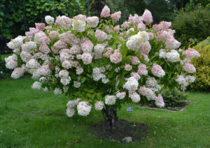 Hydrangea 'Pee Gee'