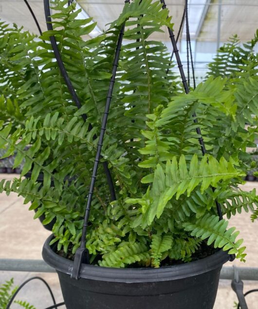 Nephrolepis 'Emerald Queen' 8" Pot (Hanging Basket)