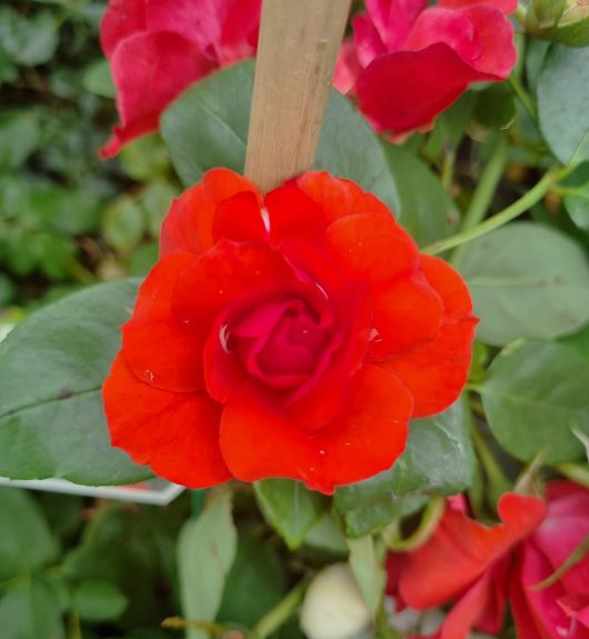 Rosa floribunda La Sevillana' Rose in a garden with green leaves. Bright red delicate mass flowering small rose