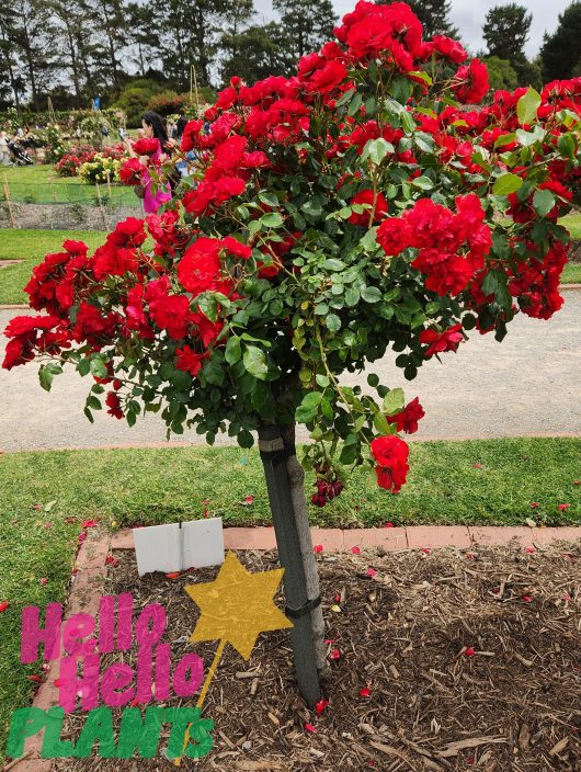 bright red flowers blooming rosa floribunda la sevillana rose standard