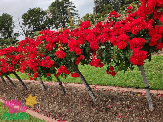 standard bright red roses flowering in spring rosa floribunda la sevillana standards flowering in a row