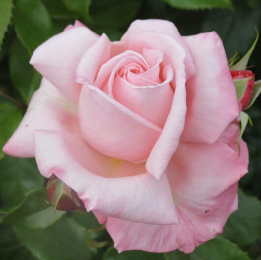 Rose 'Aotearoa' PBR Bush Form