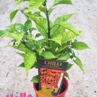 Capsicum 'Carolina Reaper' Chilli Pepper 4" Pot