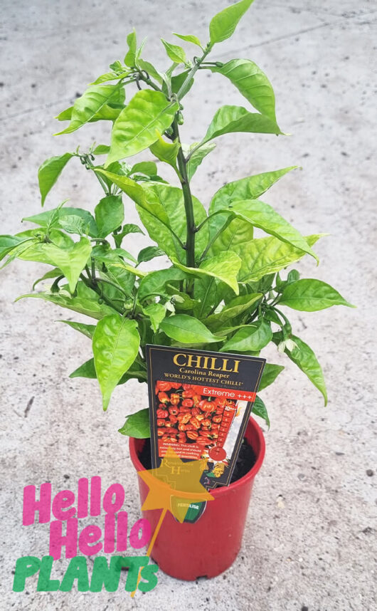 Capsicum 'Carolina Reaper' Chilli Pepper 4" Pot