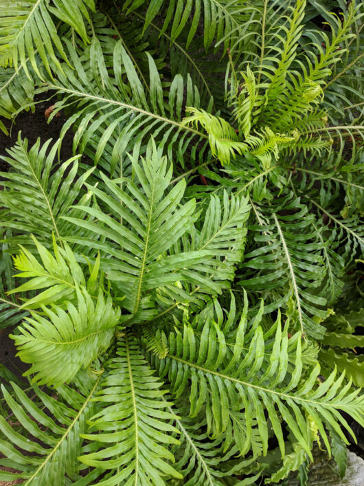 Blechnum 'Silver Lady Fern' 6" Pot