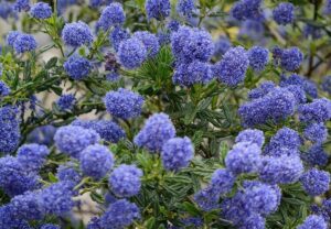 Ceanothus 'Pacific Wave' PBR 6" Pot