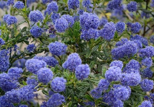 Ceanothus 'Pacific Wave' PBR 6" Pot