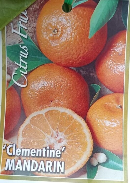 Citrus Mandarin 'Clementine'