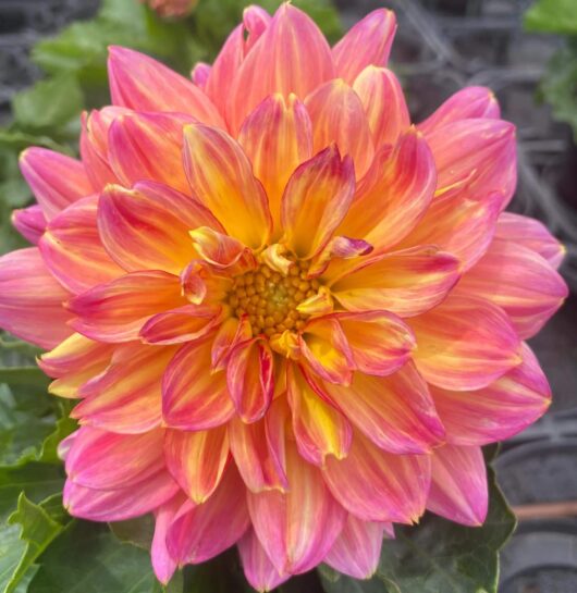 Dahlia Lubega® Power 'Tropical Punch' 6" Pot