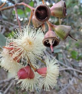 Eucalyptus cosmophylla 'Cup Gum'