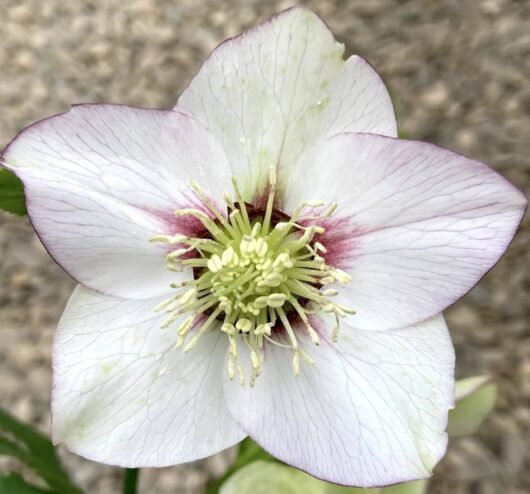 Helleborus 'White' Hellebore 6" Pot