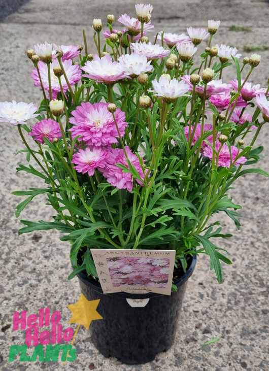 Argyranthemum 'Spider Pink' Marguerite Daisy 6" Pot