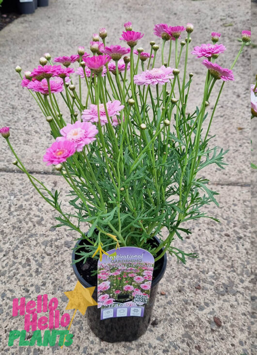 Argyranthemum 'Tracey' Marguerite Daisy 6" Pot