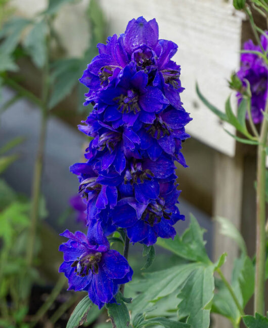 Delphinium 'Magic Dark Blue' 4" Pot