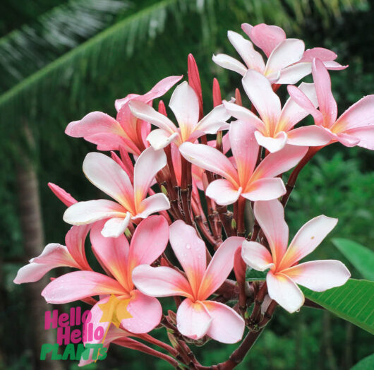 Plumeria 'Rosea' Frangipani 8" Pot