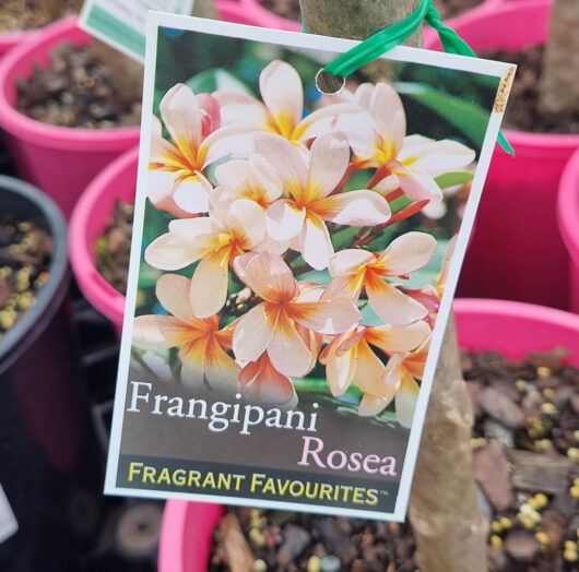 Plumeria 'Rosea' Frangipani 8" Pot