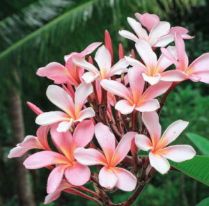 Plumeria 'Rosea' Frangipani 8" Pot