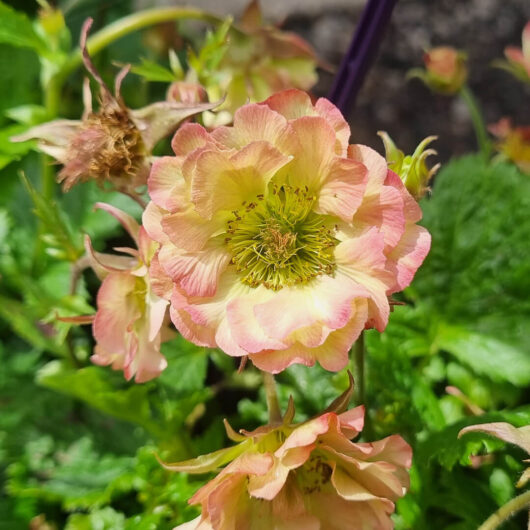 Geum JAZZY™ 'Cosmopolitan' 6" Pot