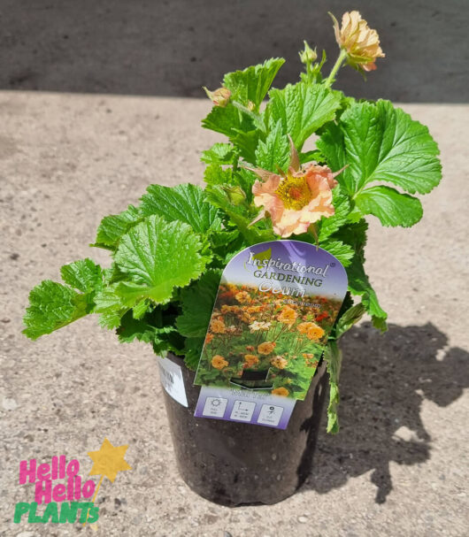 Geum JAZZY™ 'Mai Tai' 6" Pot