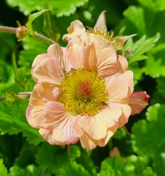 Geum JAZZY™ 'Mai Tai' 6" Pot