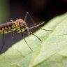 Hello Hello Plants Nursery Campbellfield Melbourne Victoria Australia Mosquito on leaf