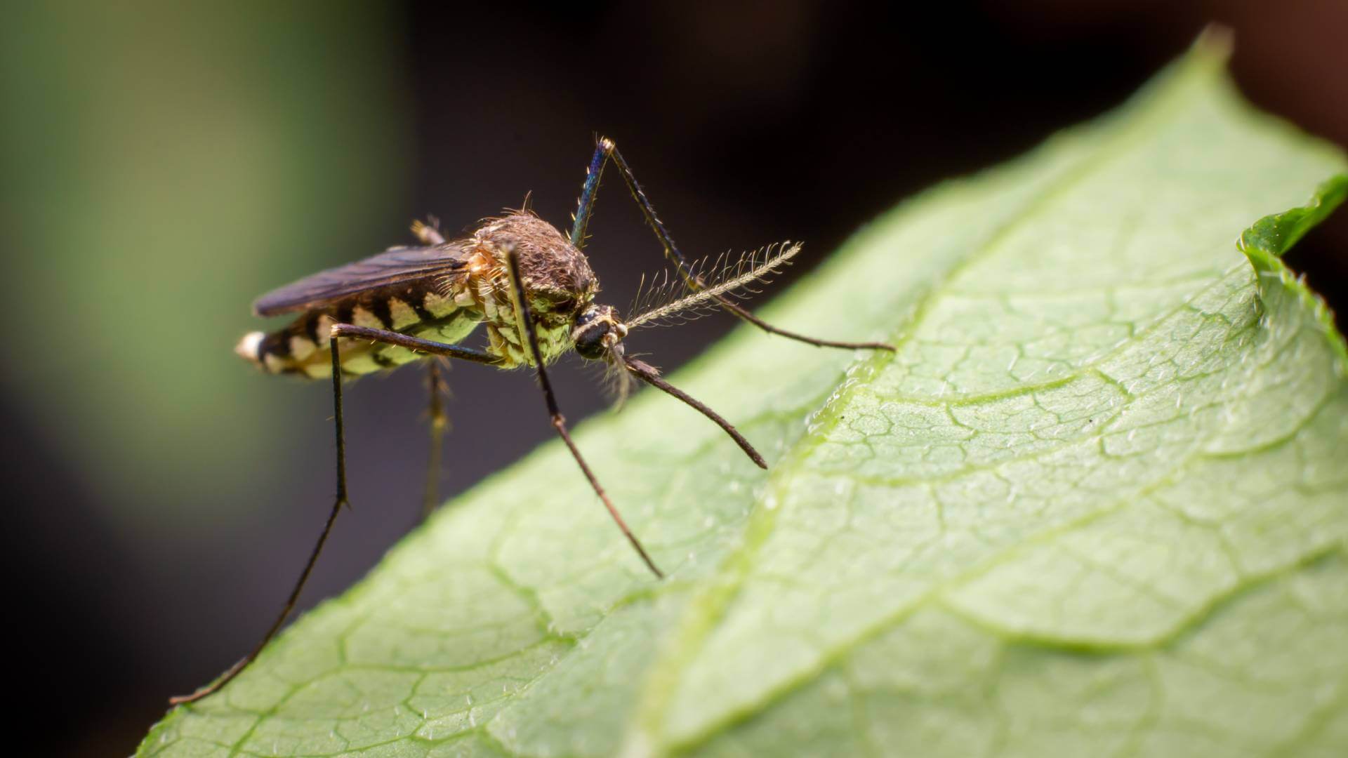 Feature image Hello Hello Plants Nursery Campbellfield Melbourne Victoria Australia Mosquito on leaf