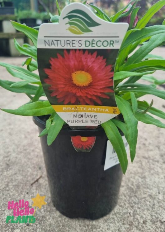 Bracteantha 'Mohave Purple Red' Native Paper Daisy 6" Pot