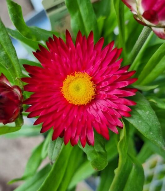 Bracteantha 'Mohave Purple Red' Native Paper Daisy 6" Pot