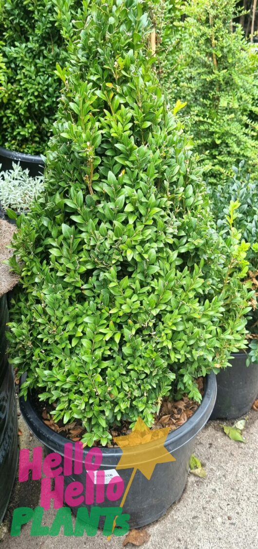 Buxus 'English Box' Topiary Cone 12" Pot