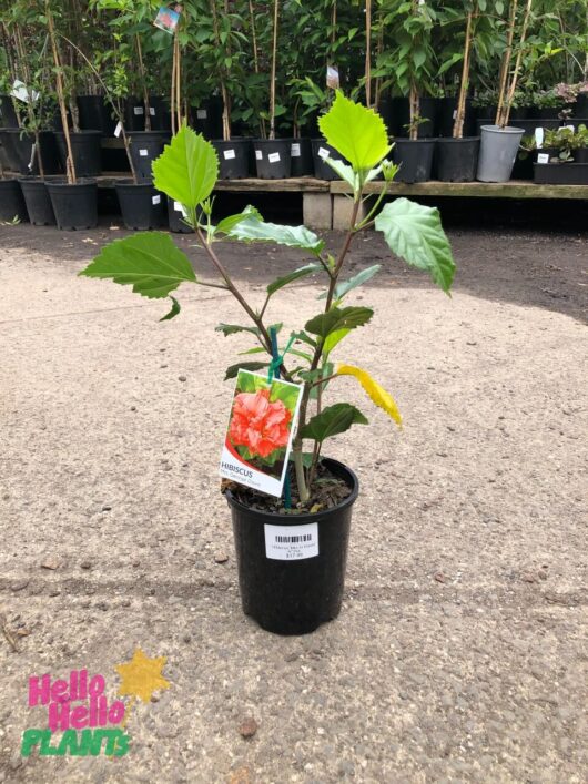 Hibiscus 'Mrs George Davis' 6" Pot