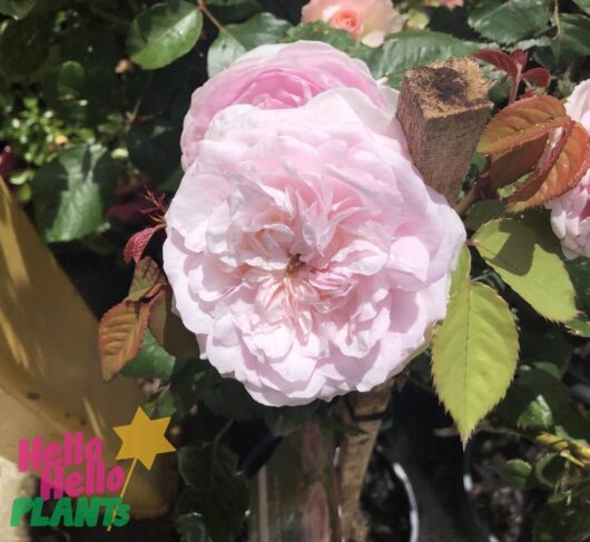 Rose 'Olivia Rose Austin'