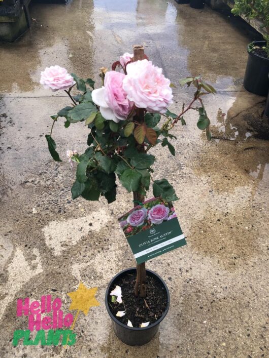 Rose 'Olivia Rose Austin' 3ft Standard