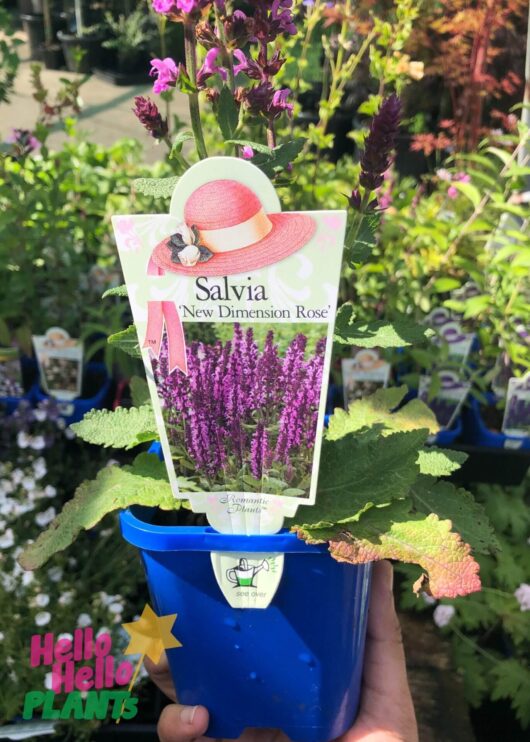 Salvia 'New Dimension Rose' Sage 4" Pot
