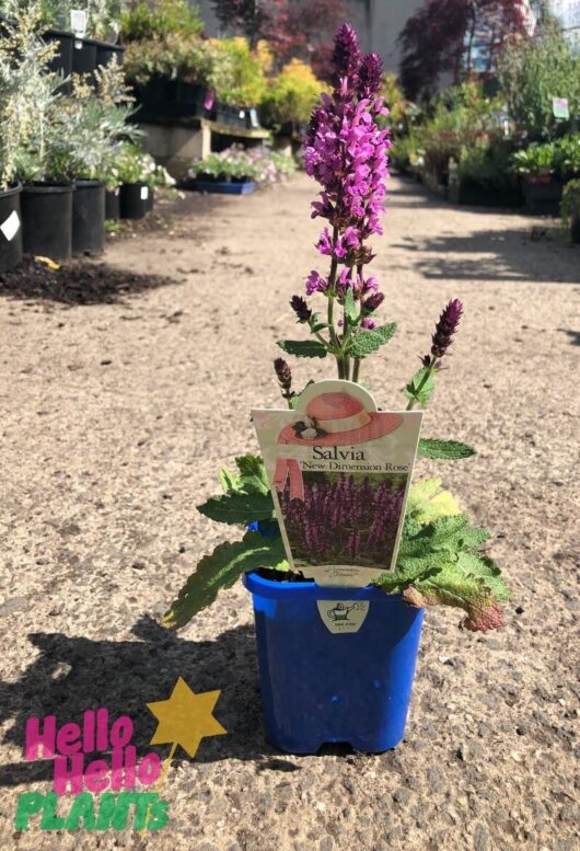 Salvia 'New Dimension Rose' Sage 4" Pot