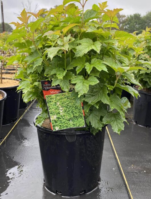 Viburnum opulus 'Midget' 8" Pot