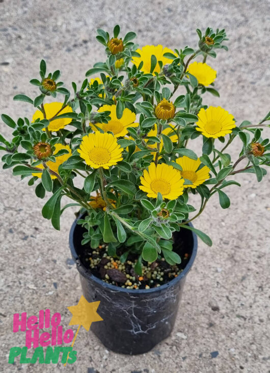 Pallenis 'Mediterranean Beach Daisy' 6in Pot