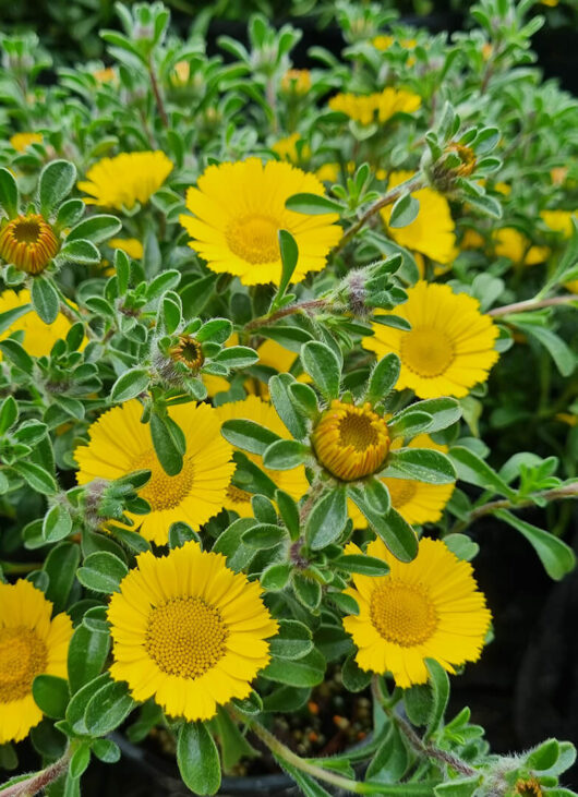 Pallenis 'Mediterranean Beach Daisy' flower