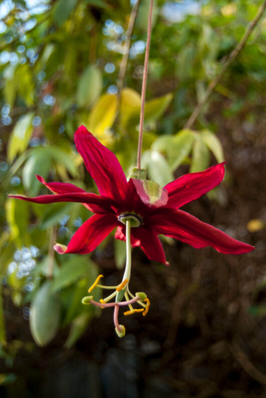 Passionfruit 'Red Banana' 5 "Pot