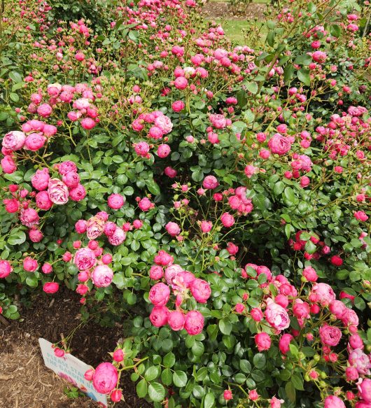 masses of pink cupped shape flowers growing in a rose garden. Rosa floribunda Pomponella rose