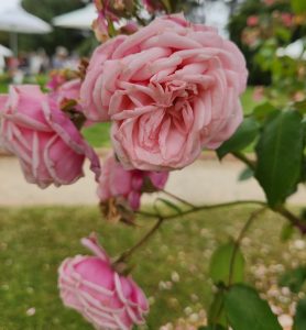 rosa blossom time pink rose floribunda