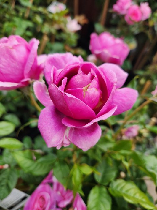 Pink Rose 'Adorable' purple blooms in garden rosa floribunda