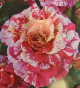 Rosa floribunda It's Magic! Rose
