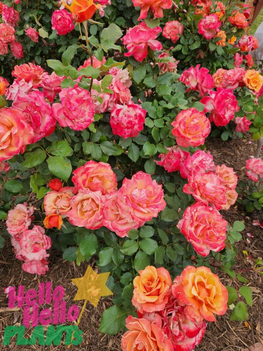 A bunch of pink and orange Rose 'Tuscan Sun™' with hello hello plants logo