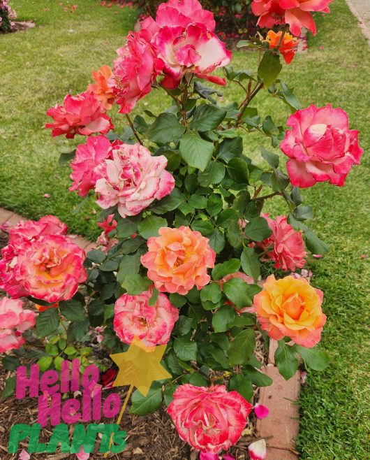 A bunch of pink and orange Rose 'Tuscan Sun™' growing in masses in a garden with green grass