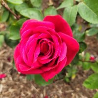 bright red large hybrid tea rose growing avon rose