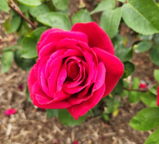 bright red large hybrid tea rose growing avon rose