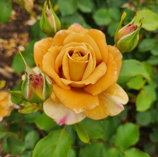 Rosa hybrid tea Honey Dijon Rose mustard yellow rose with a pink stripe with buds